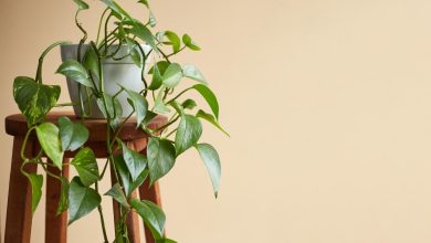 نگهداری گیاه پتوس در منزل ؛ برای رشد گل پتوس چی خوبه؟